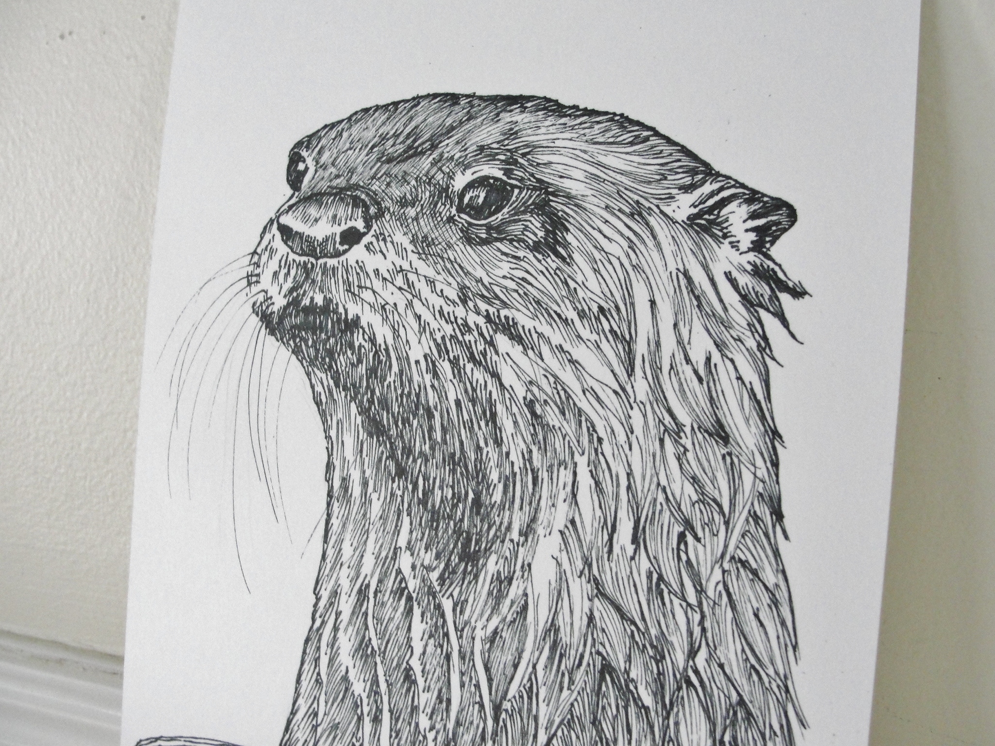 Drawing River Otters Mary Richmond's Cape Cod Art and Nature