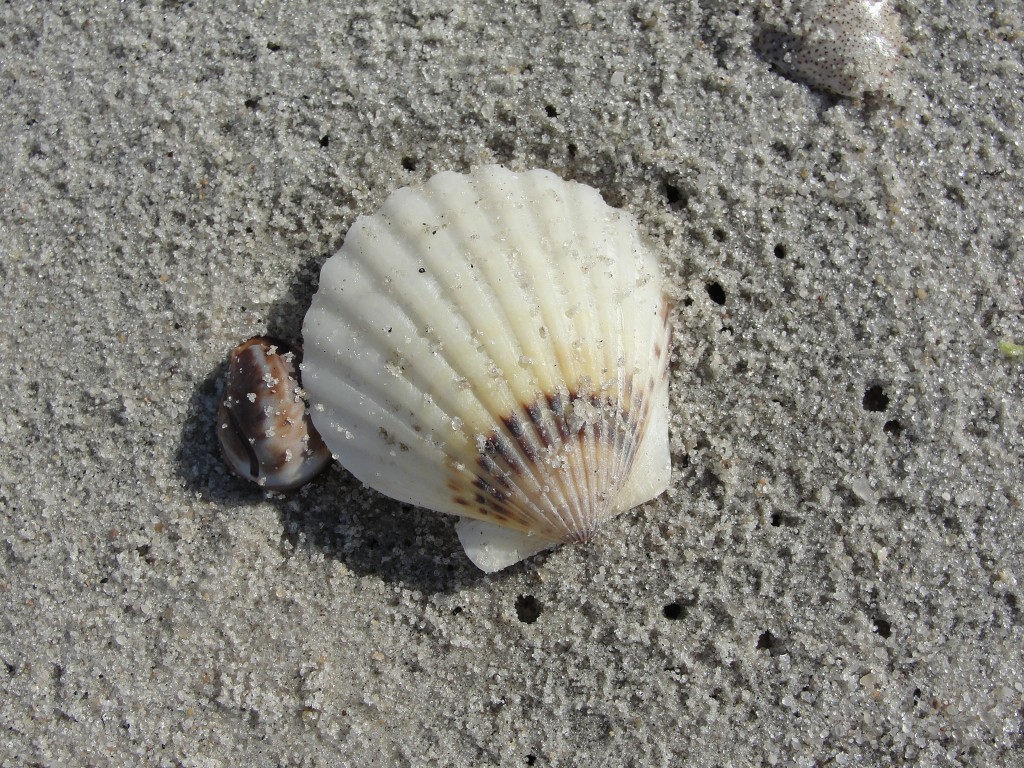 Bay or Blue-eyed Scallop Shell